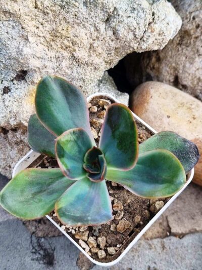 Echeveria Goiabinha variegata