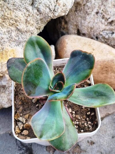 Echeveria Goiabinha variegata - Зображення 2