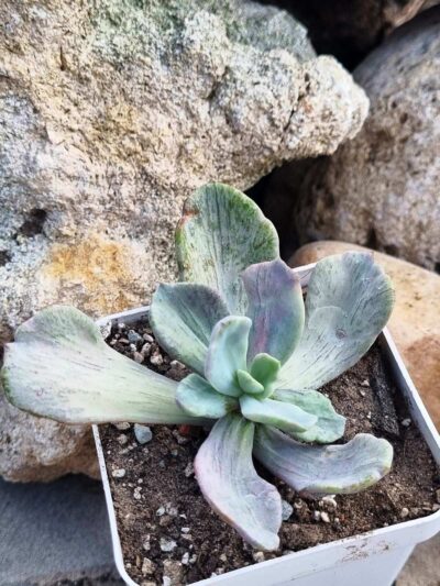 Echeveria Jocelyn's Joy var - Зображення 2