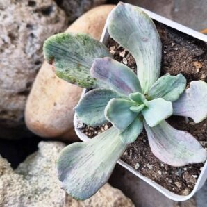 Echeveria Jocelyn's Joy var