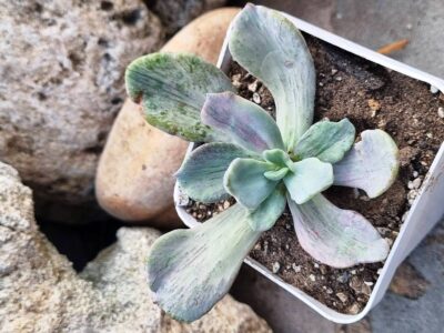 Echeveria Jocelyn's Joy var
