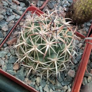 Coryphantha tripugionacantha -cube-8cm-