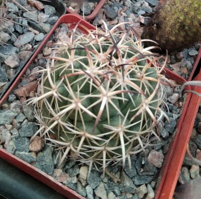 Coryphantha tripugionacantha -cube-8cm-