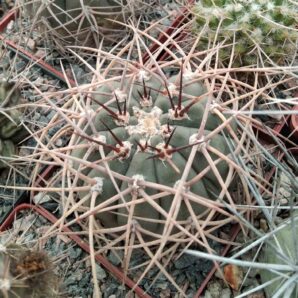 Gymnocalycium cardenasianum -cube-9cm-