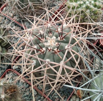 Gymnocalycium cardenasianum -cube-9cm-