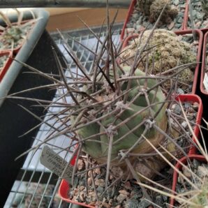 Gymnocalycium armatum VS300 -Paichu-cube-8cm-