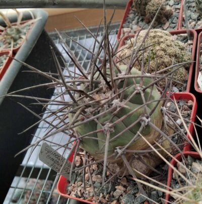 Gymnocalycium armatum VS300 -Paichu-cube-8cm-