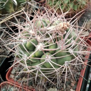 Gymnocalycium mostii -cube-9cm-