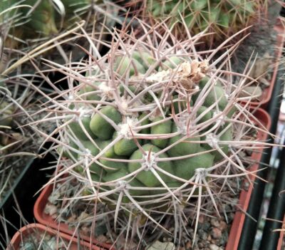 Gymnocalycium mostii -cube-9cm-