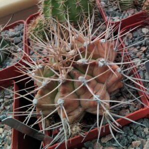 Gymnocalycium griseopalidum -cube-7cm-