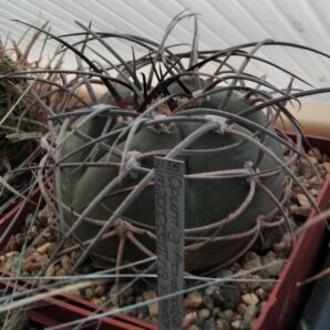 Gymnocalycium cardenasianum-armatum -cube-9cm-