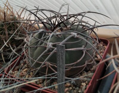 Gymnocalycium cardenasianum-armatum -cube-9cm-