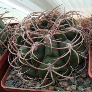 Gymnocalycium catamarcense -cube-9cm-