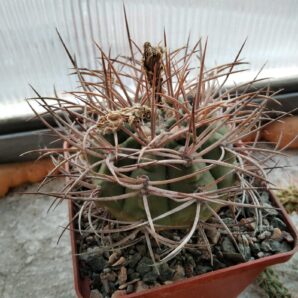 Gymnocalycium mazanense v. polycephalum -cube-9cm- Koehres-