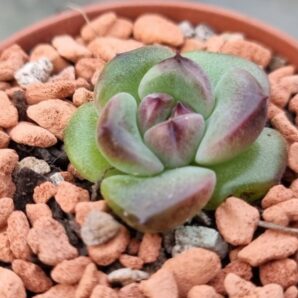 Echeveria "BLACK FOREST"