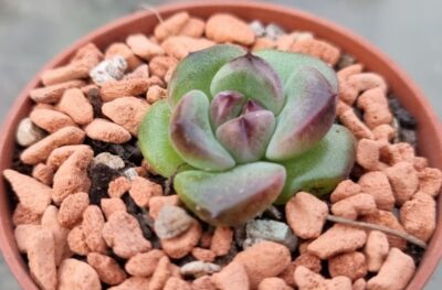 Echeveria "BLACK FOREST"