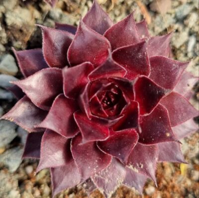 Sempervivum "BLACK LADY" - Зображення 2
