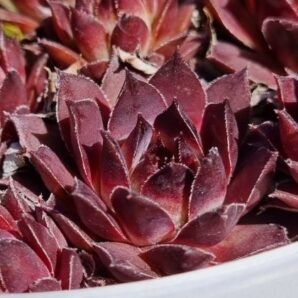 Sempervivum "BLACK PRINCE"