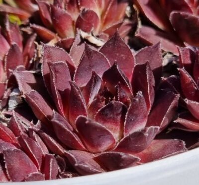 Sempervivum "BLACK PRINCE"