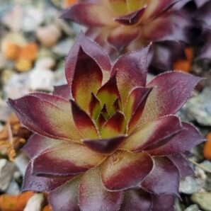 Sempervivum "MARIA ROCACH"