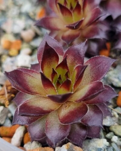 Sempervivum "MARIA ROCACH"