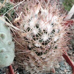 Escobaria spec. -cube-7cm-
