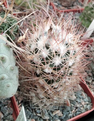 Escobaria spec. -cube-7cm-