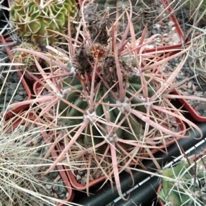 Ferocactus fordii DJF8 -Mesa Gargen- cube-8cm-