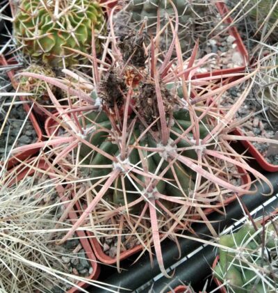 Ferocactus fordii DJF8 -Mesa Gargen- cube-8cm-