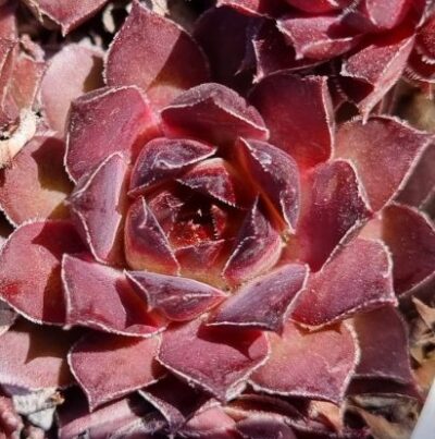 Sempervivum "BLACK PRINCE" - Зображення 2
