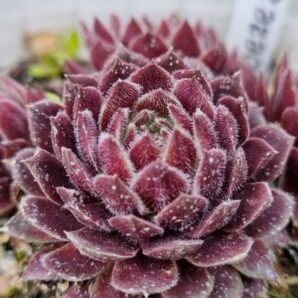 Sempervivum "HABERER BOY"