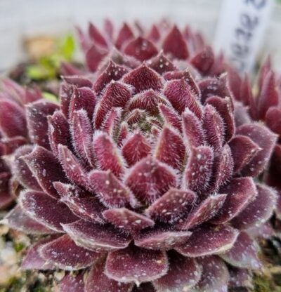 Sempervivum "HABERER BOY"