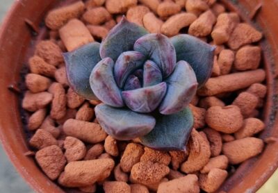 Echeveria "PURPLE STONE" - Зображення 2
