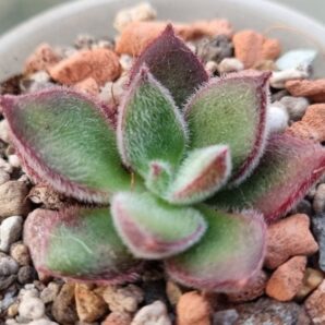 Echeveria "FIRECRACKER"