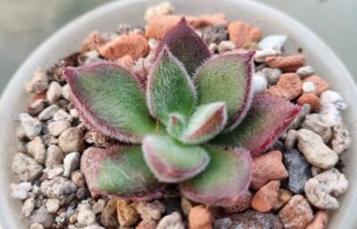 Echeveria "FIRECRACKER"