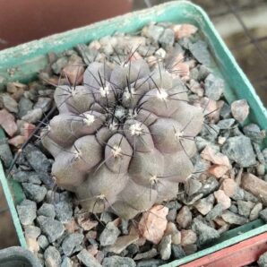 Copiapoa marginata? -cube-7cm-