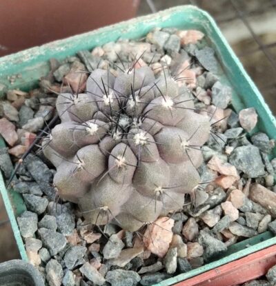 Copiapoa marginata? -cube-7cm-