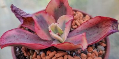 Echeveria "SUYON" Variegata - Зображення 2