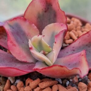 Echeveria "SUYON" Variegata