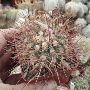 Neoporteria odoriflora FK4-77 -MG- cube-6cm-