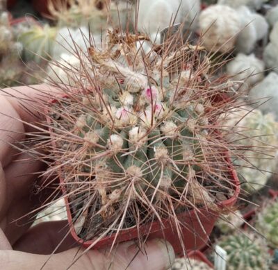 Neoporteria odoriflora FK4-77 -MG- cube-6cm-