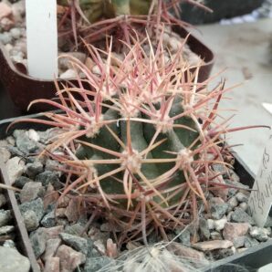 Ferocactus chryzacanthus v. rubrispinus -Piltz- cube-7cm-