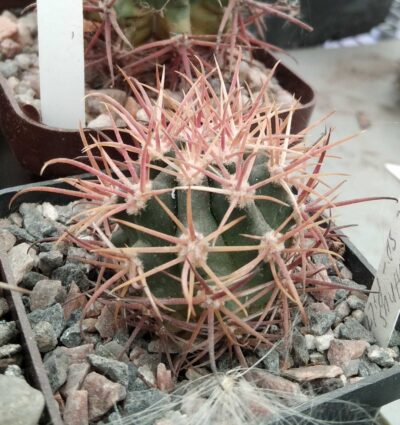 Ferocactus chryzacanthus v. rubrispinus -Piltz- cube-7cm-