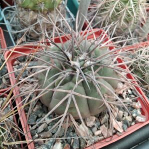 Gymnocalycium spegazzinii v. horizontalonius -cube-8cm-