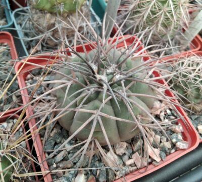Gymnocalycium spegazzinii v. horizontalonius -cube-8cm-