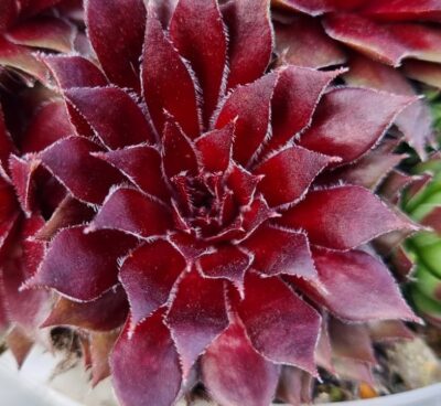 Sempervivum "RED ICE" - Зображення 2