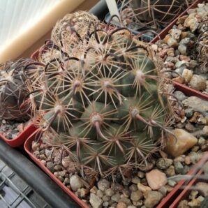 Coryphantha tripugionacantha -cube-9cm-
