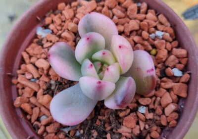 Echeveria "FLAMENKO" var. - Зображення 2