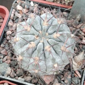 Acanthocalycium griseum P144 -сube-7cm- silver form-miniature-