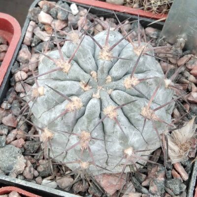 Acanthocalycium griseum P144 -сube-7cm- silver form-miniature-